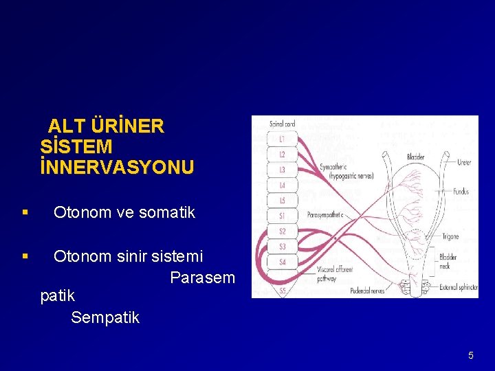 ALT ÜRİNER SİSTEM İNNERVASYONU § § Otonom ve somatik Otonom sinir sistemi Parasem patik