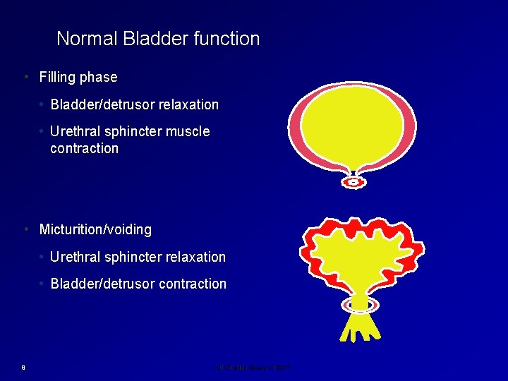Normal Bladder function • Filling phase • Bladder/detrusor relaxation • Urethral sphincter muscle contraction