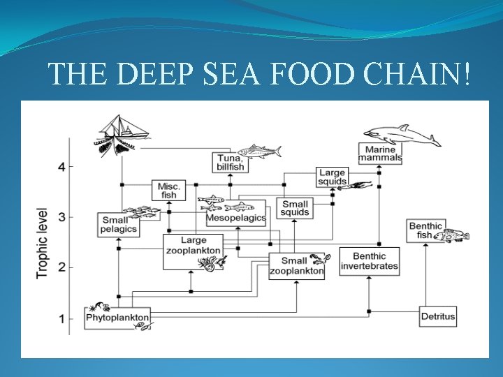 THE DEEP SEA FOOD CHAIN! 