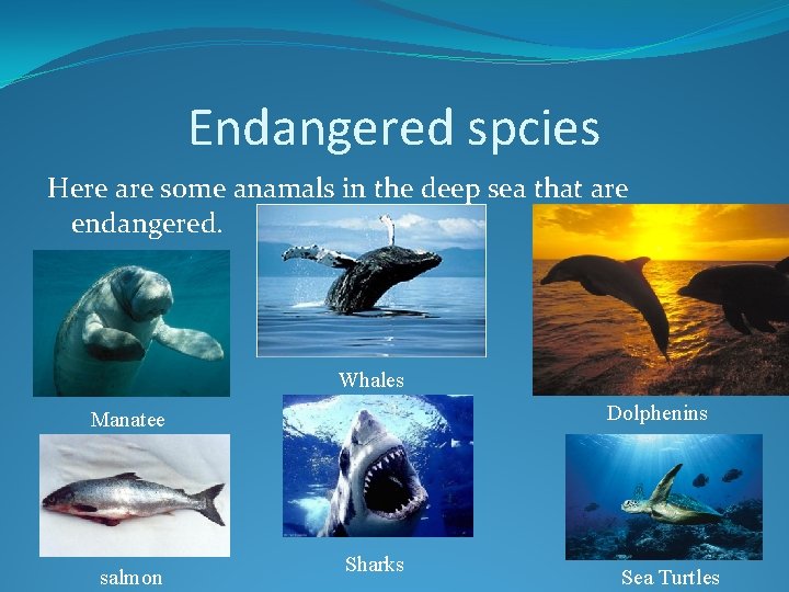 Endangered spcies Here are some anamals in the deep sea that are endangered. Whales