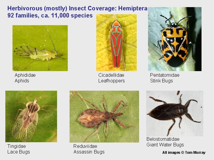 Herbivorous (mostly) Insect Coverage: Hemiptera 92 families, ca. 11, 000 species Aphididae Aphids Tingidae