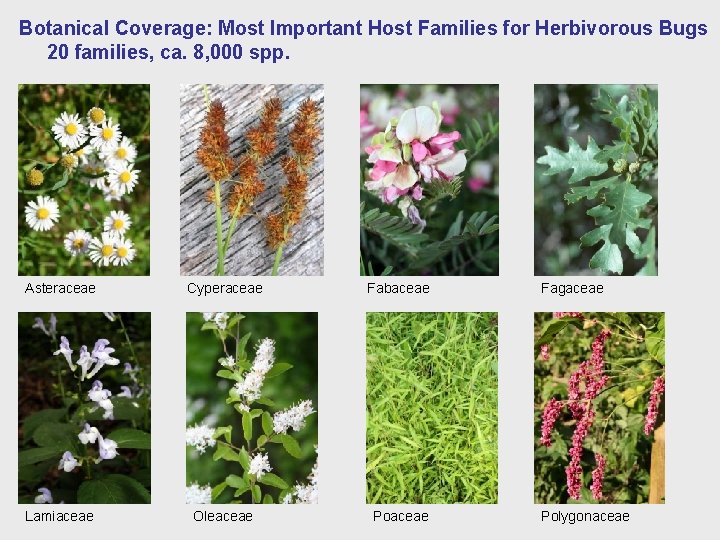 Botanical Coverage: Most Important Host Families for Herbivorous Bugs 20 families, ca. 8, 000