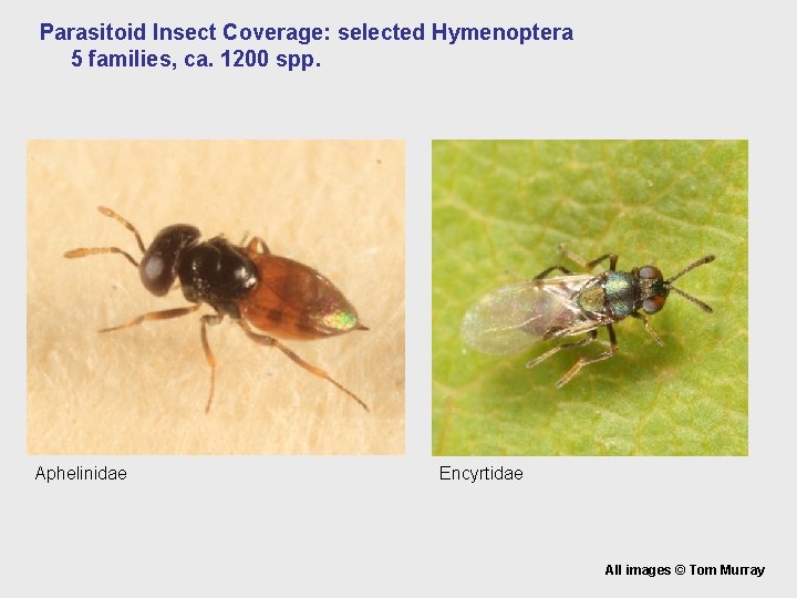 Parasitoid Insect Coverage: selected Hymenoptera 5 families, ca. 1200 spp. Aphelinidae Encyrtidae All images