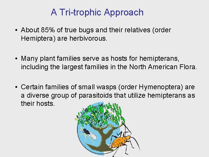 A Tri-trophic Approach • About 85% of true bugs and their relatives (order Hemiptera)