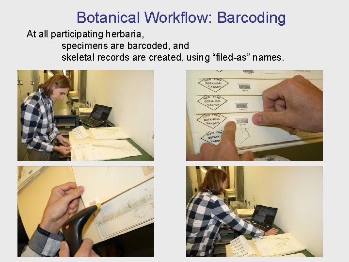 Botanical Workflow: Barcoding At all participating herbaria, specimens are barcoded, and skeletal records are