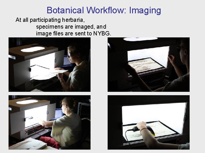 Botanical Workflow: Imaging At all participating herbaria, specimens are imaged, and image files are