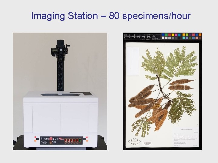 Imaging Station – 80 specimens/hour 