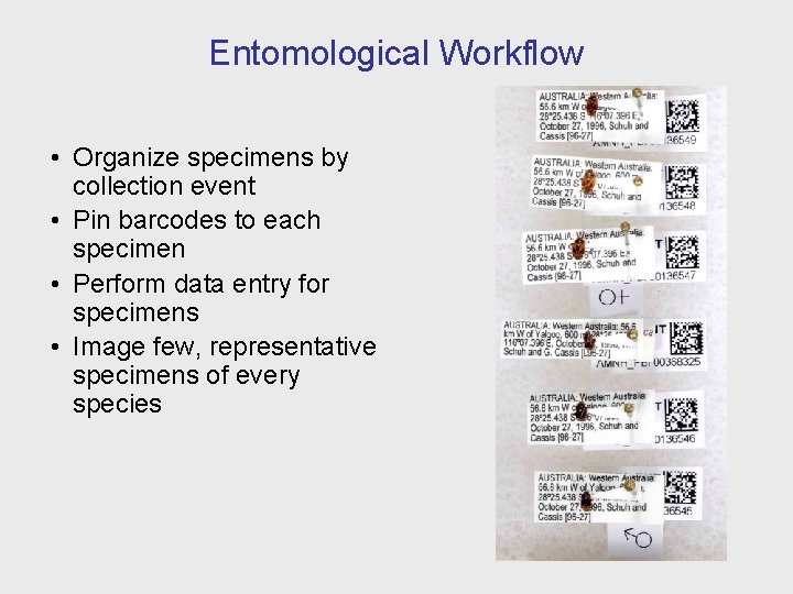 Entomological Workflow • Organize specimens by collection event • Pin barcodes to each specimen