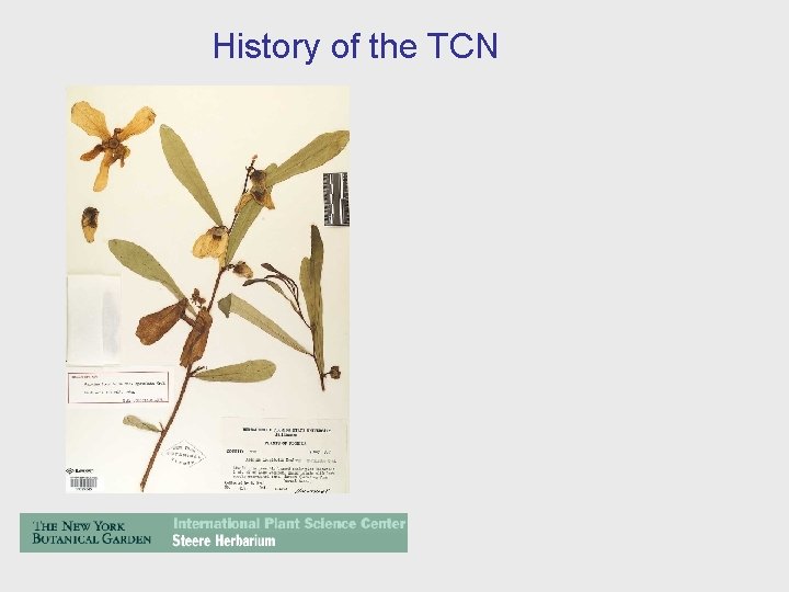 History of the TCN 
