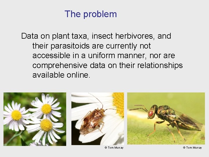 The problem Data on plant taxa, insect herbivores, and their parasitoids are currently not