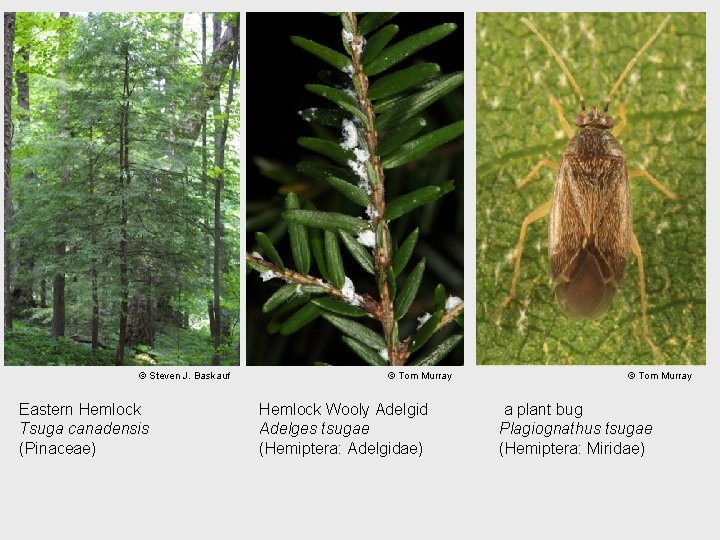 © Steven J. Baskauf Eastern Hemlock Tsuga canadensis (Pinaceae) © Tom Murray Hemlock Wooly