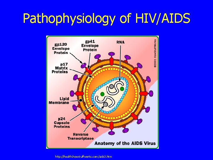 Pathophysiology of HIV/AIDS http: //health. howstuffworks. com/aids 3. htm 