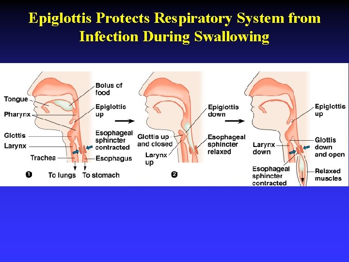 Epiglottis Protects Respiratory System from Infection During Swallowing 