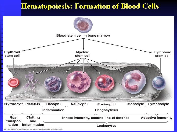 Hematopoiesis: Formation of Blood Cells 