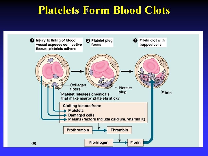 Platelets Form Blood Clots 