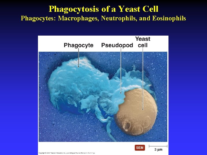 Phagocytosis of a Yeast Cell Phagocytes: Macrophages, Neutrophils, and Eosinophils 