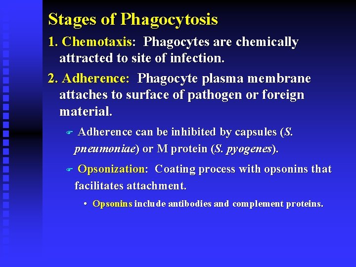 Stages of Phagocytosis 1. Chemotaxis: Phagocytes are chemically attracted to site of infection. 2.