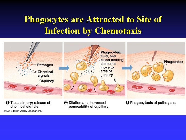 Phagocytes are Attracted to Site of Infection by Chemotaxis 