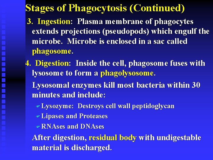 Stages of Phagocytosis (Continued) 3. Ingestion: Plasma membrane of phagocytes extends projections (pseudopods) which