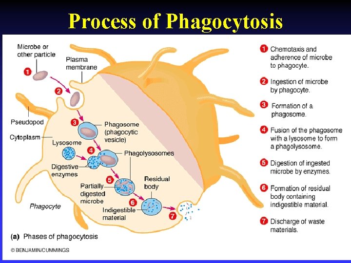 Process of Phagocytosis 