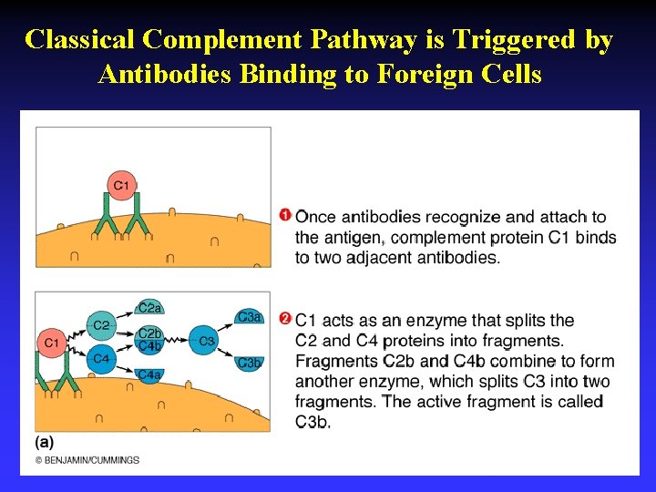 Classical Complement Pathway is Triggered by Antibodies Binding to Foreign Cells 