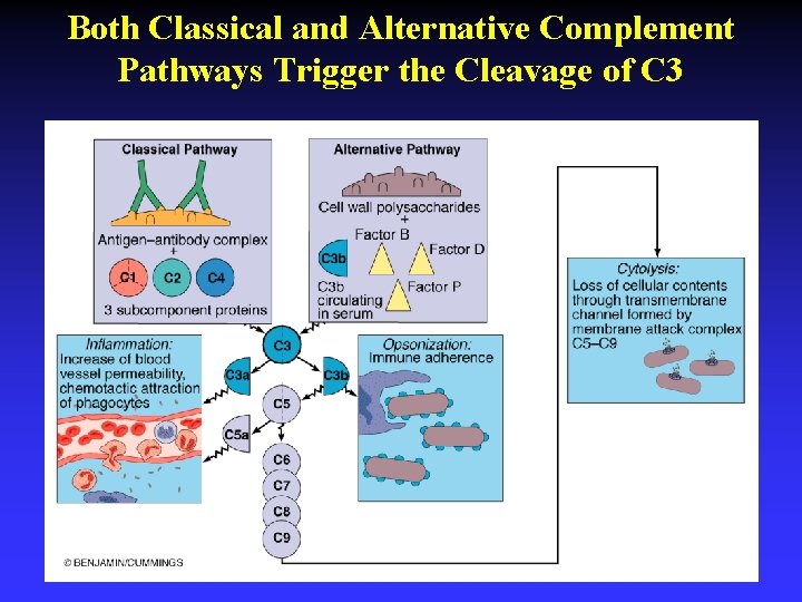 Both Classical and Alternative Complement Pathways Trigger the Cleavage of C 3 