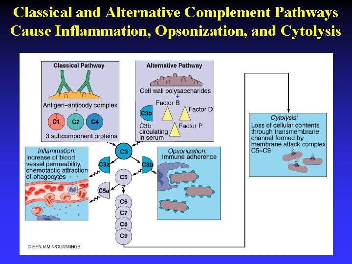 Classical and Alternative Complement Pathways Cause Inflammation, Opsonization, and Cytolysis 