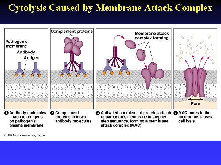 Cytolysis Caused by Membrane Attack Complex 