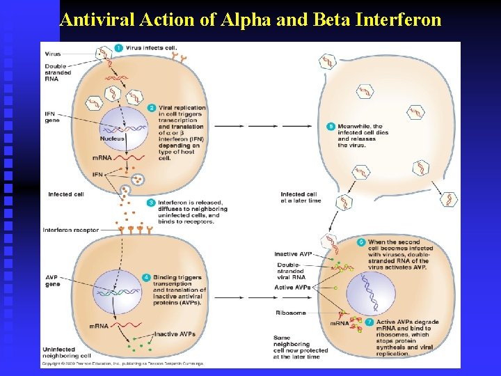 Antiviral Action of Alpha and Beta Interferon 