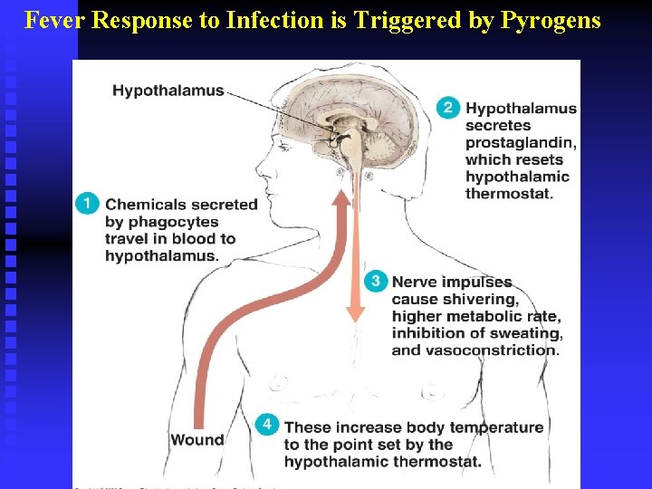 Fever Response to Infection is Triggered by Pyrogens 