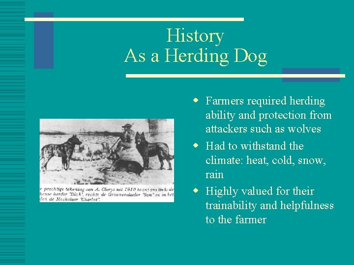 History As a Herding Dog w Farmers required herding ability and protection from attackers