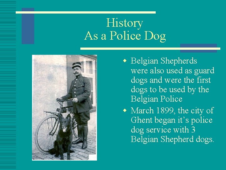 History As a Police Dog w Belgian Shepherds were also used as guard dogs