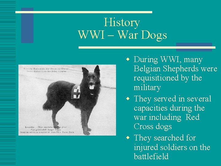 History WWI – War Dogs w During WWI, many Belgian Shepherds were requisitioned by