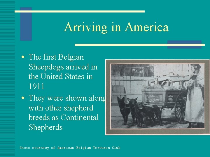 Arriving in America w The first Belgian Sheepdogs arrived in the United States in