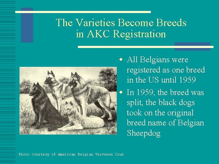The Varieties Become Breeds in AKC Registration w All Belgians were registered as one