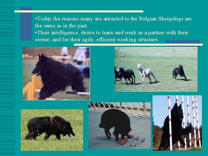  • Today the reasons many are attracted to the Belgian Sheepdogs are the