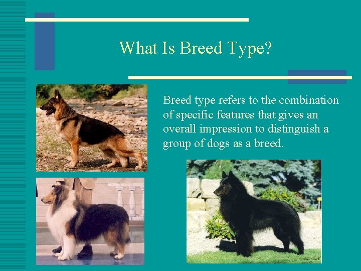 What Is Breed Type? Breed type refers to the combination of specific features that