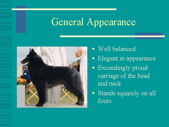 General Appearance w Well balanced w Elegant in appearance w Exceedingly proud carriage of