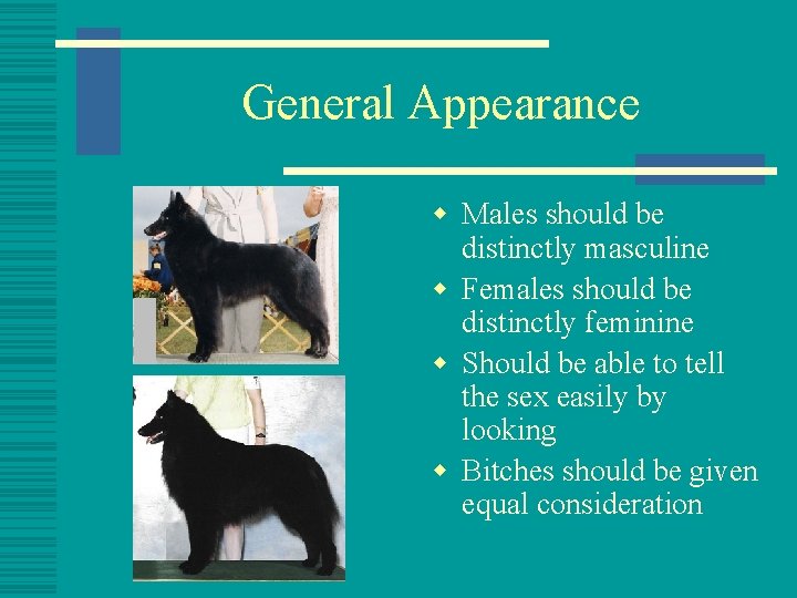 General Appearance w Males should be distinctly masculine w Females should be distinctly feminine