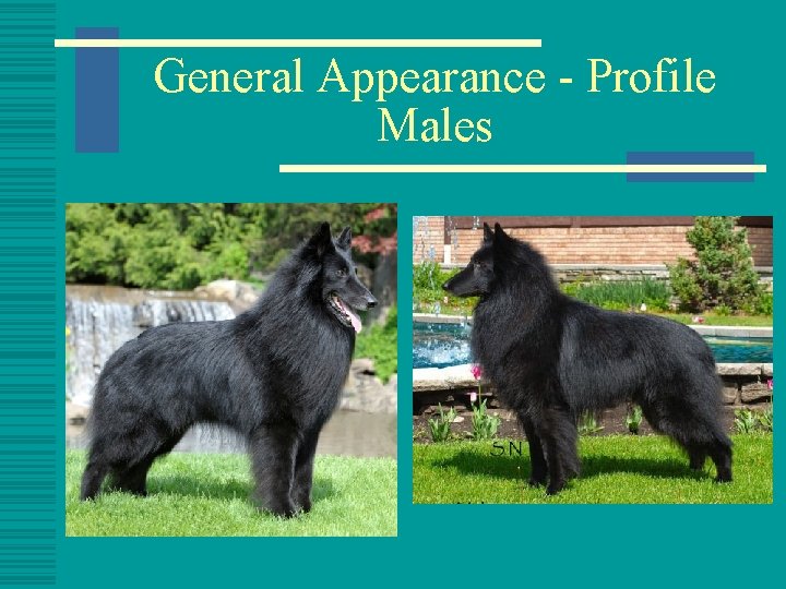 General Appearance - Profile Males 