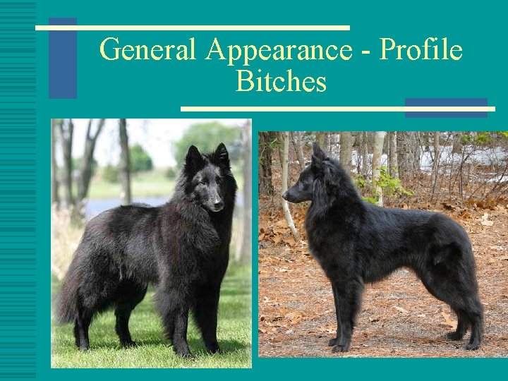 General Appearance - Profile Bitches 