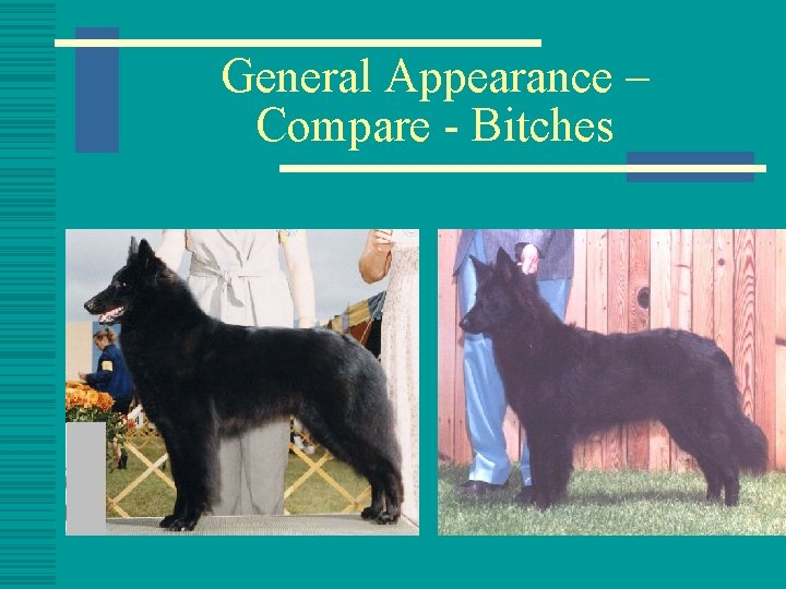 General Appearance – Compare - Bitches 
