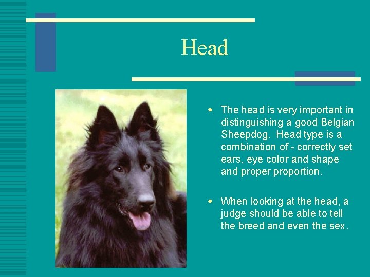 Head w The head is very important in distinguishing a good Belgian Sheepdog. Head