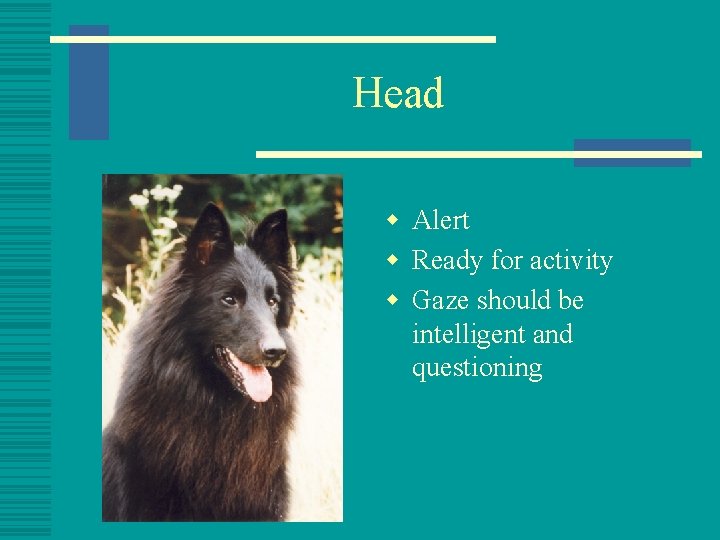 Head w Alert w Ready for activity w Gaze should be intelligent and questioning