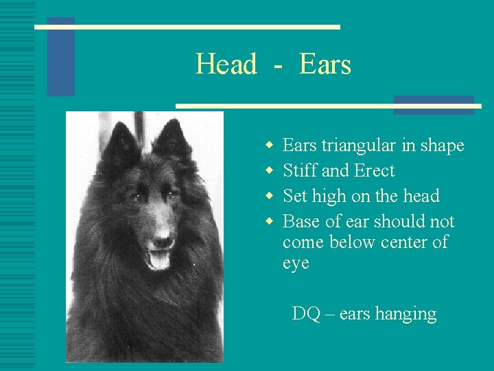 Head - Ears w w Ears triangular in shape Stiff and Erect Set high
