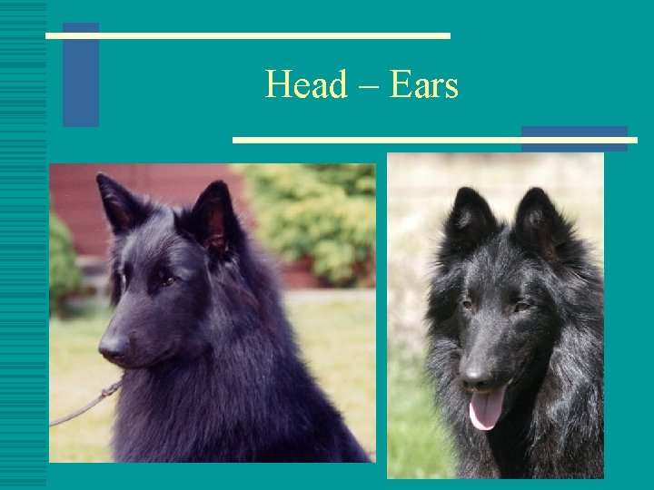 Head – Ears 