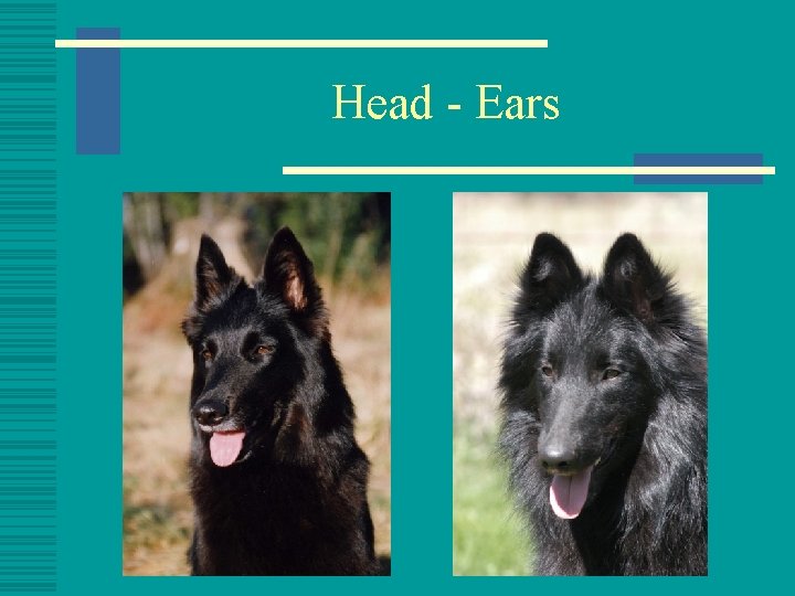 Head - Ears 