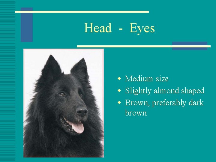 Head - Eyes w Medium size w Slightly almond shaped w Brown, preferably dark