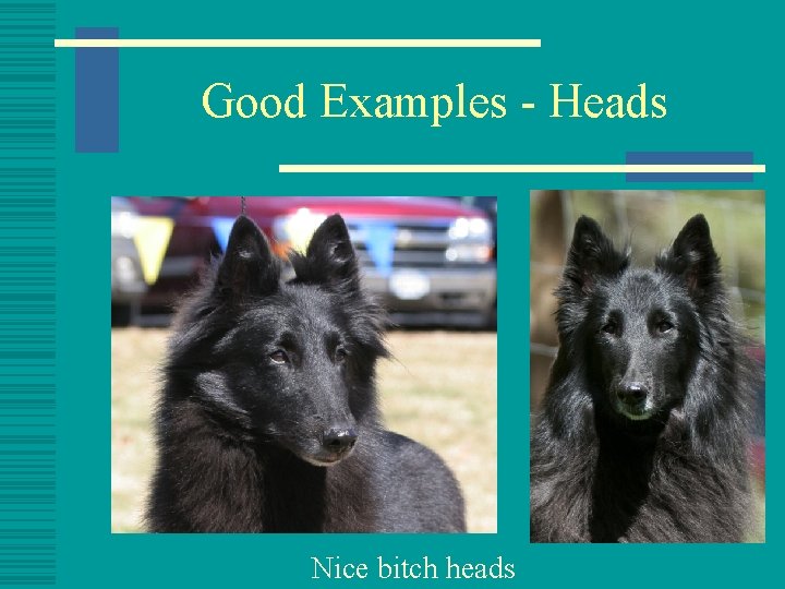 Good Examples - Heads Nice bitch heads 