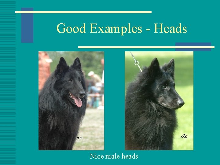 Good Examples - Heads Nice male heads 